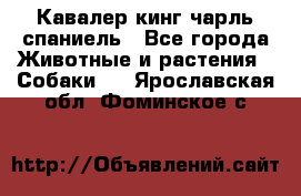 Кавалер кинг чарль спаниель - Все города Животные и растения » Собаки   . Ярославская обл.,Фоминское с.